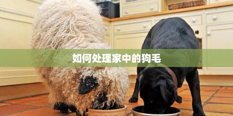 如何处理家中的狗毛