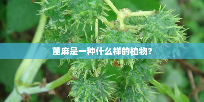 蓖麻是一种什么样的植物？