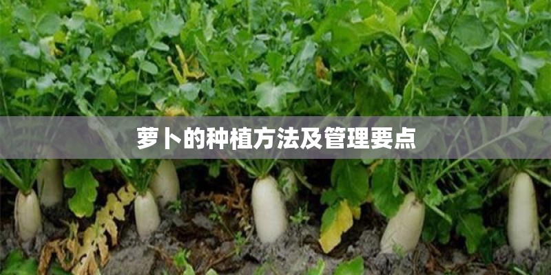萝卜的种植方法及管理要点