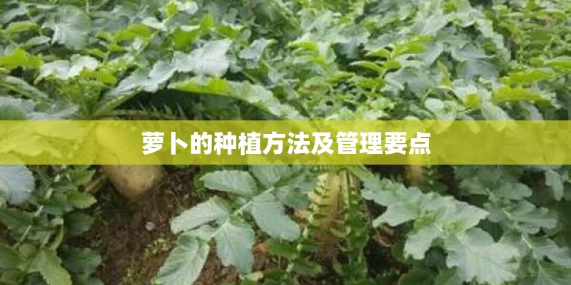 萝卜的种植方法及管理要点