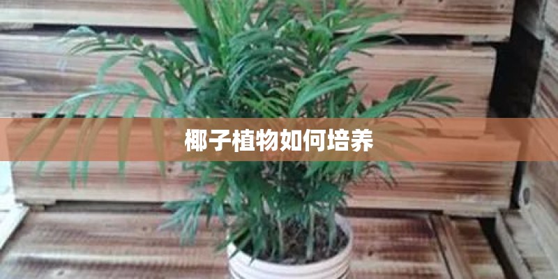 椰子植物如何培养