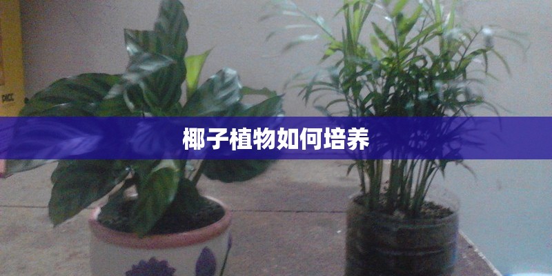 椰子植物如何培养