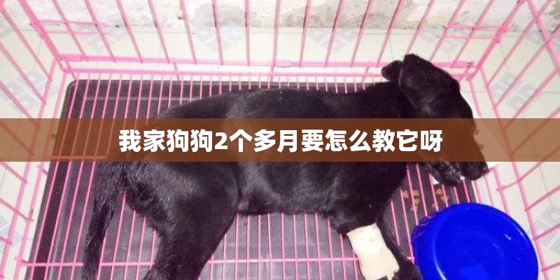我家狗狗2个多月要怎么教它呀