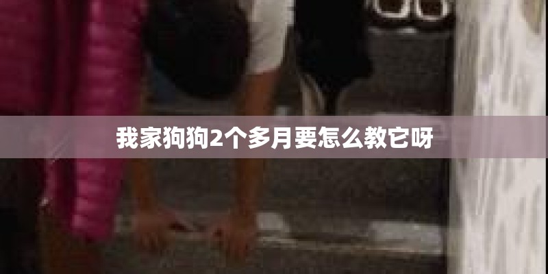 我家狗狗2个多月要怎么教它呀