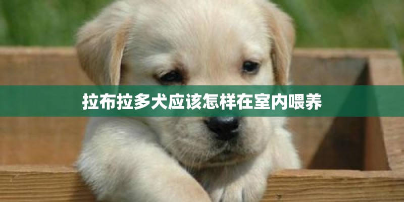 拉布拉多犬应该怎样在室内喂养