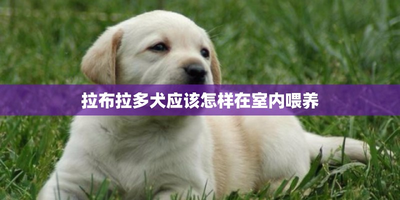 拉布拉多犬应该怎样在室内喂养