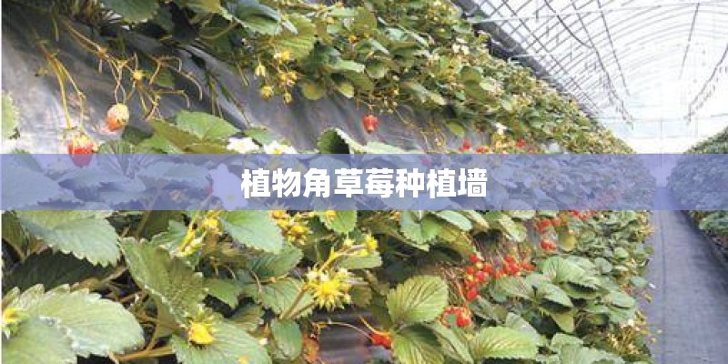 植物角草莓种植墙