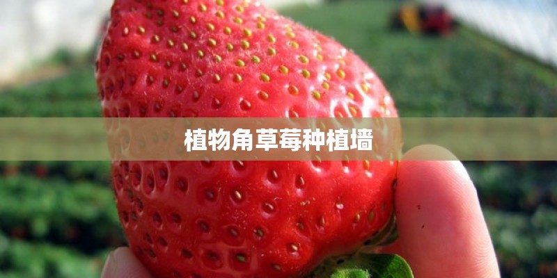 植物角草莓种植墙