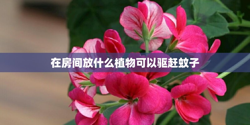 在房间放什么植物可以驱赶蚊子