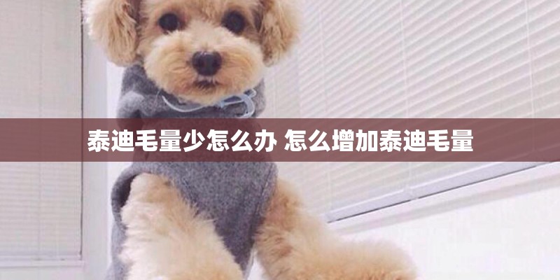 泰迪毛量少怎么办 怎么增加泰迪毛量