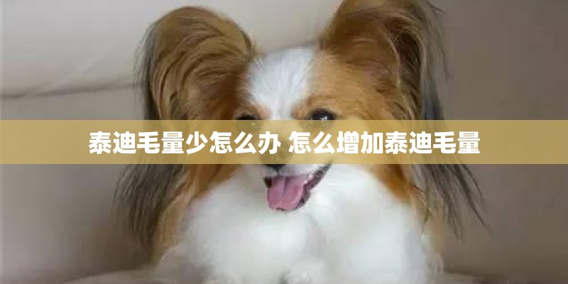 香椿苗种植技术有哪些