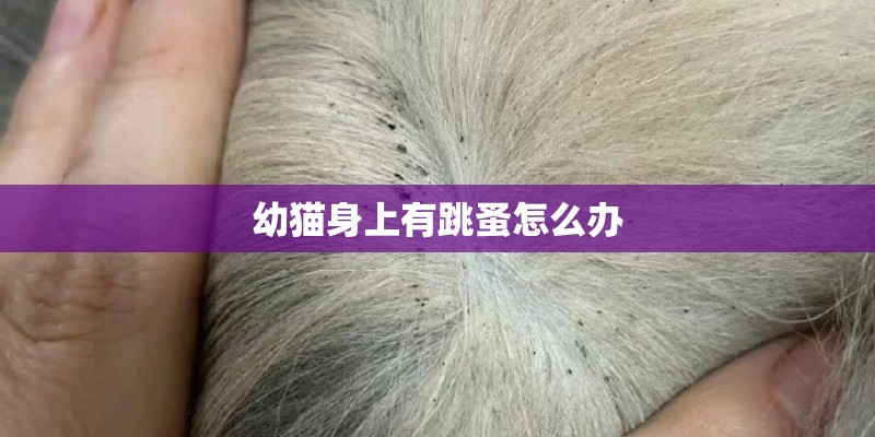 幼猫身上有跳蚤怎么办