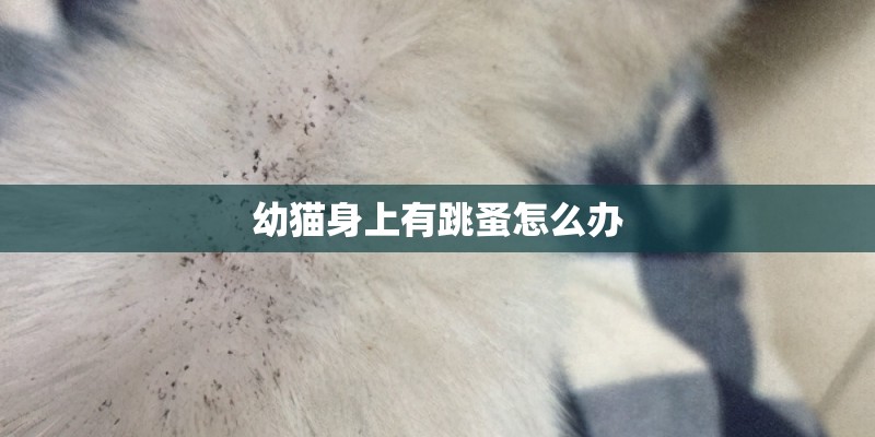 幼猫身上有跳蚤怎么办