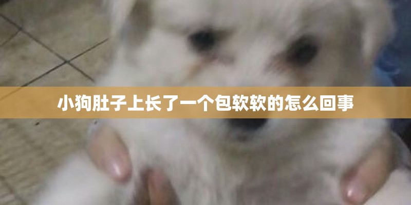 小狗肚子上长了一个包软软的怎么回事