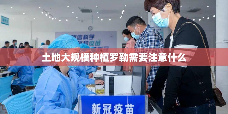 土地大规模种植罗勒需要注意什么