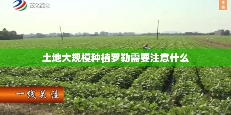 土地大规模种植罗勒需要注意什么