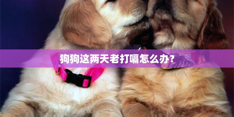狗狗这两天老打嗝怎么办？
