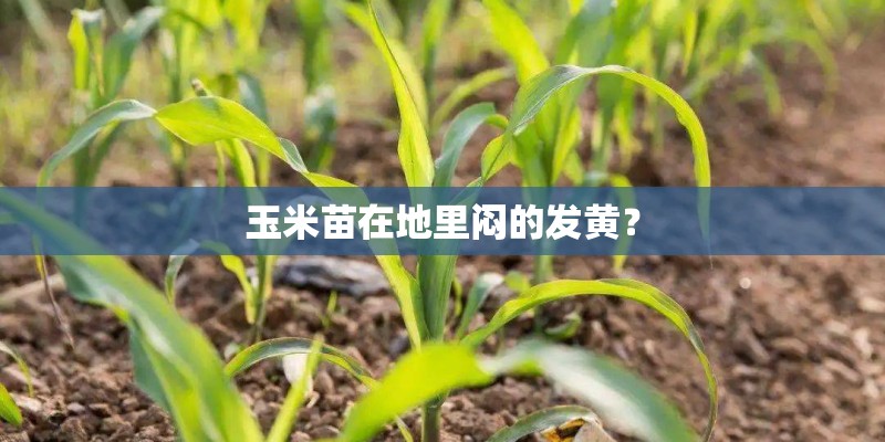 玉米苗在地里闷的发黄？