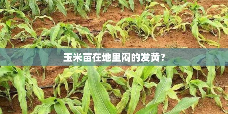 玉米苗在地里闷的发黄？