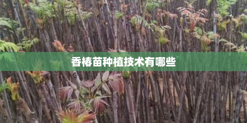 香椿苗种植技术有哪些