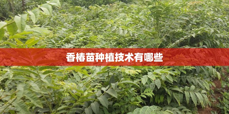 香椿苗种植技术有哪些