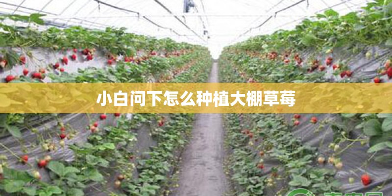 小白问下怎么种植大棚草莓