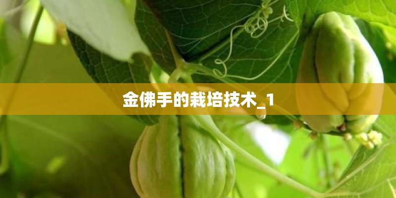 金佛手的栽培技术_1
