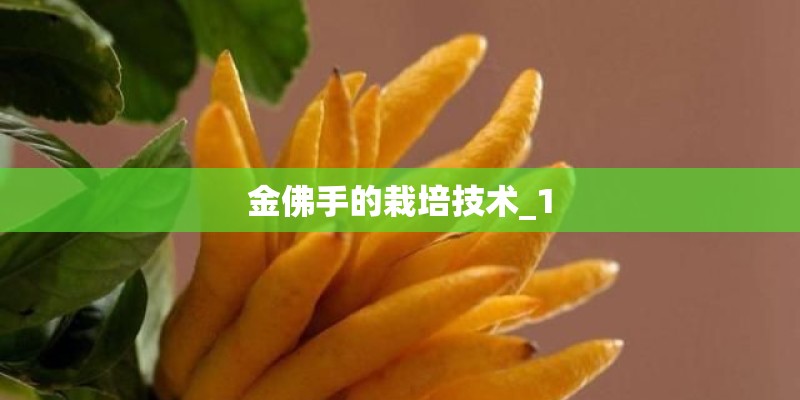 金佛手的栽培技术_1