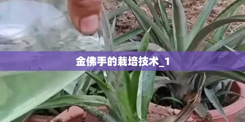 金佛手的栽培技术_1