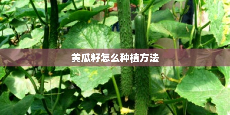 黄瓜籽怎么种植方法 黄瓜籽怎么种植方法