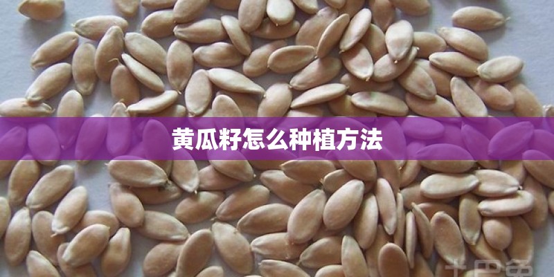 黄瓜籽怎么种植方法 黄瓜籽怎么种植方法