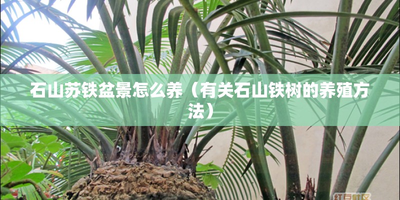 石山苏铁盆景怎么养（有关石山铁树的养殖方法）