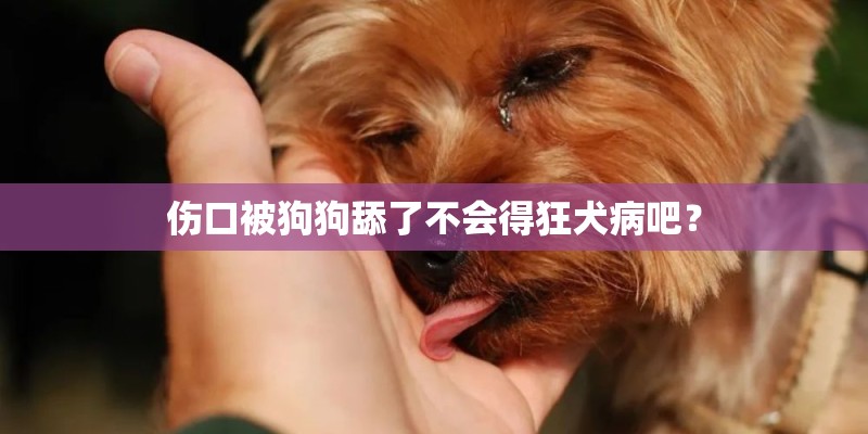 无花果树苗种植方法