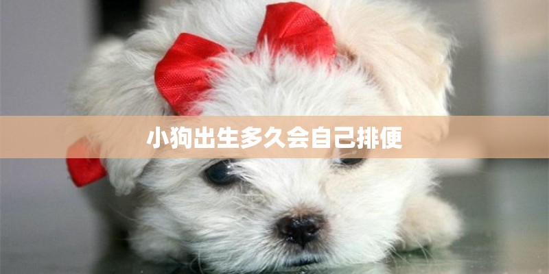 小狗出生多久会自己排便