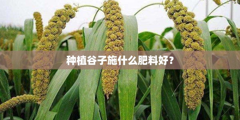 种植谷子施什么肥料好? 种植谷子施什么肥料好?