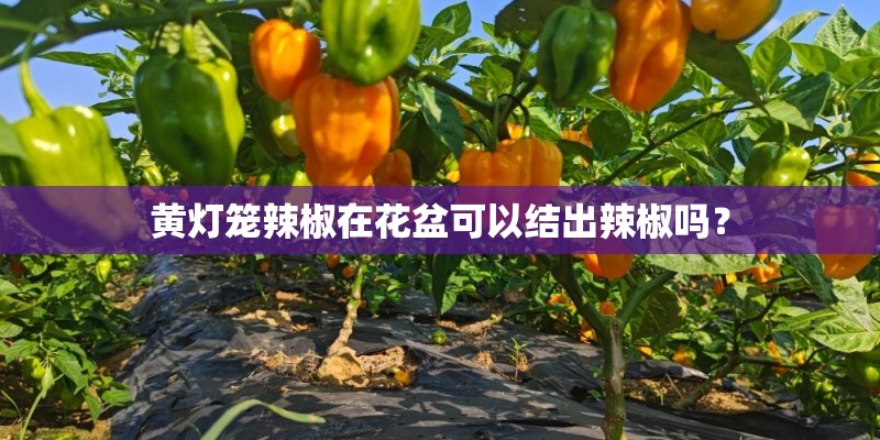 黄灯笼辣椒在花盆可以结出辣椒吗？