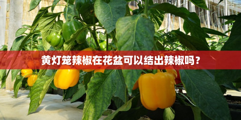 黄灯笼辣椒在花盆可以结出辣椒吗？
