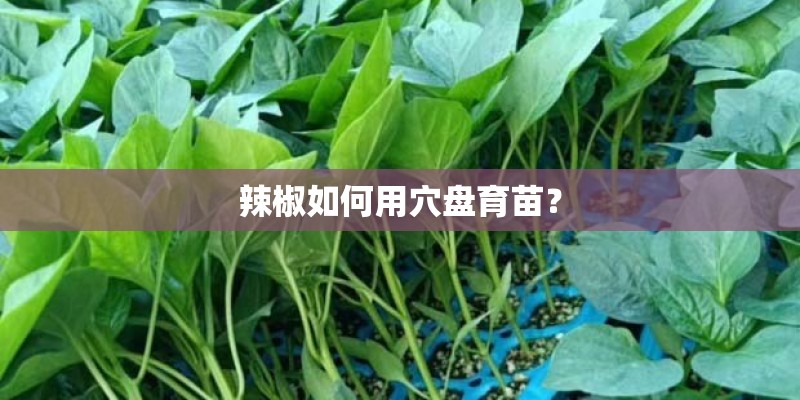 辣椒如何用穴盘育苗？