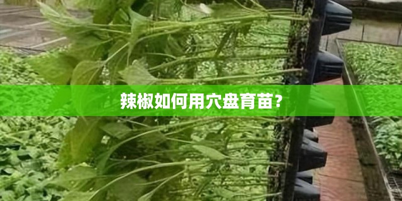 辣椒如何用穴盘育苗？