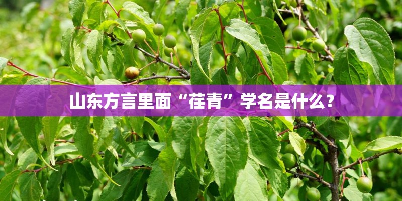 山东方言里面“荏青”学名是什么？