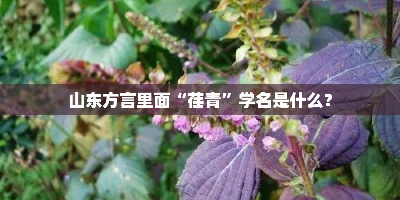 山东方言里面“荏青”学名是什么? 山东方言里面“荏青”学名是什么?