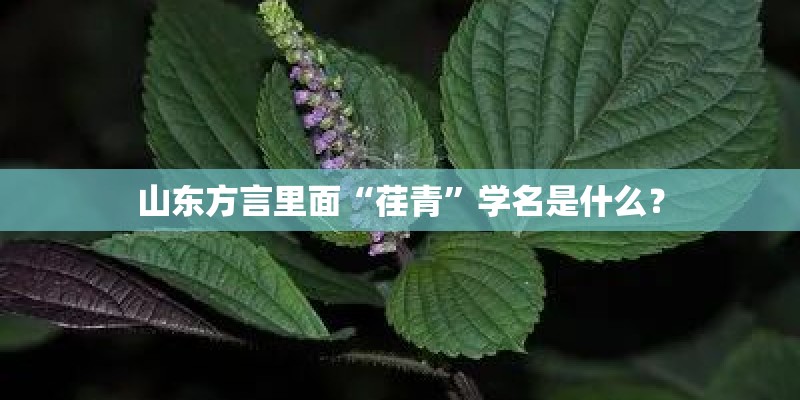 山东方言里面“荏青”学名是什么? 山东方言里面“荏青”学名是什么?