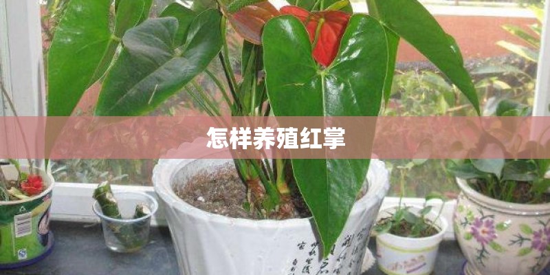 怎样养殖红掌