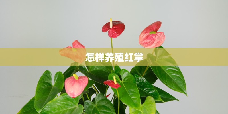 怎样养殖红掌