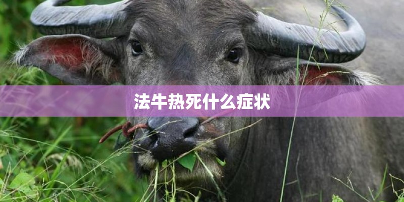 法牛热死什么症状