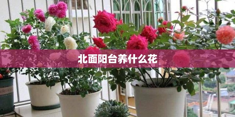 北面阳台养什么花