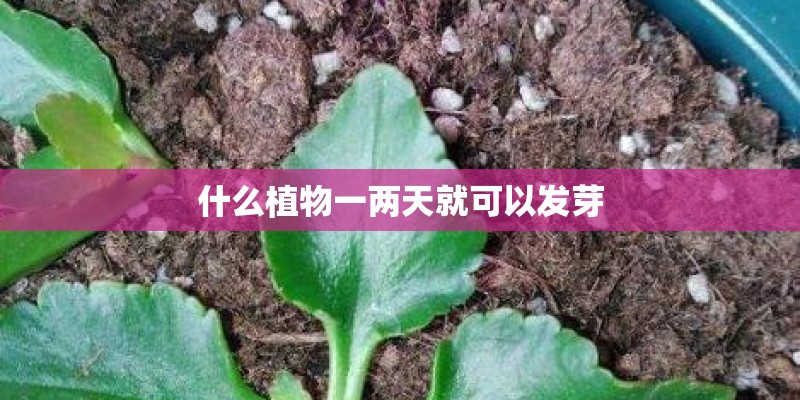 什么植物一两天就可以发芽