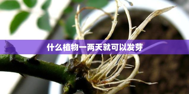 什么植物一两天就可以发芽