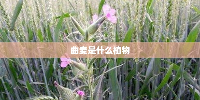 曲麦是什么植物 曲麦是什么植物