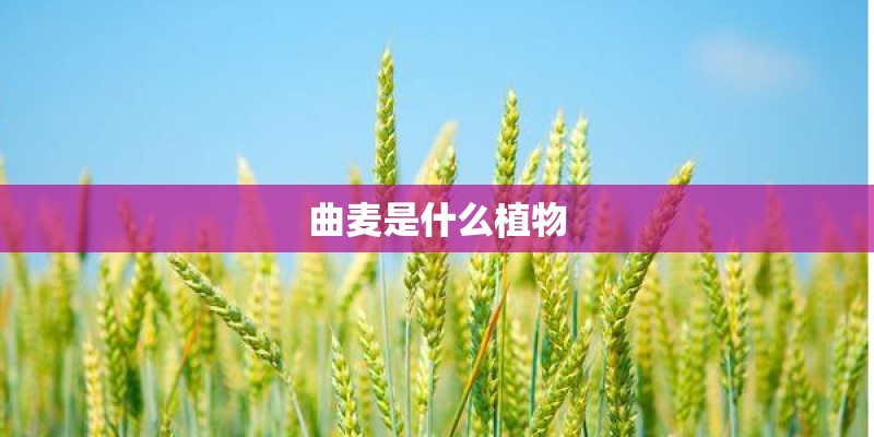 曲麦是什么植物 曲麦是什么植物